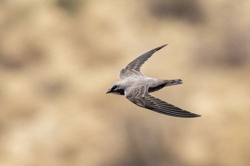 Vencejo de Namibia
