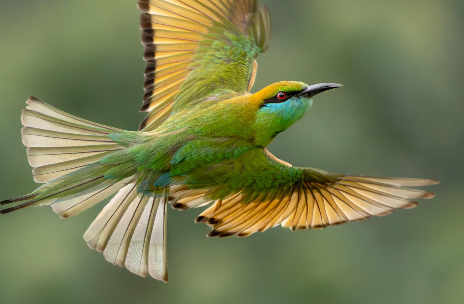 Abejaruco esmeralda oriental