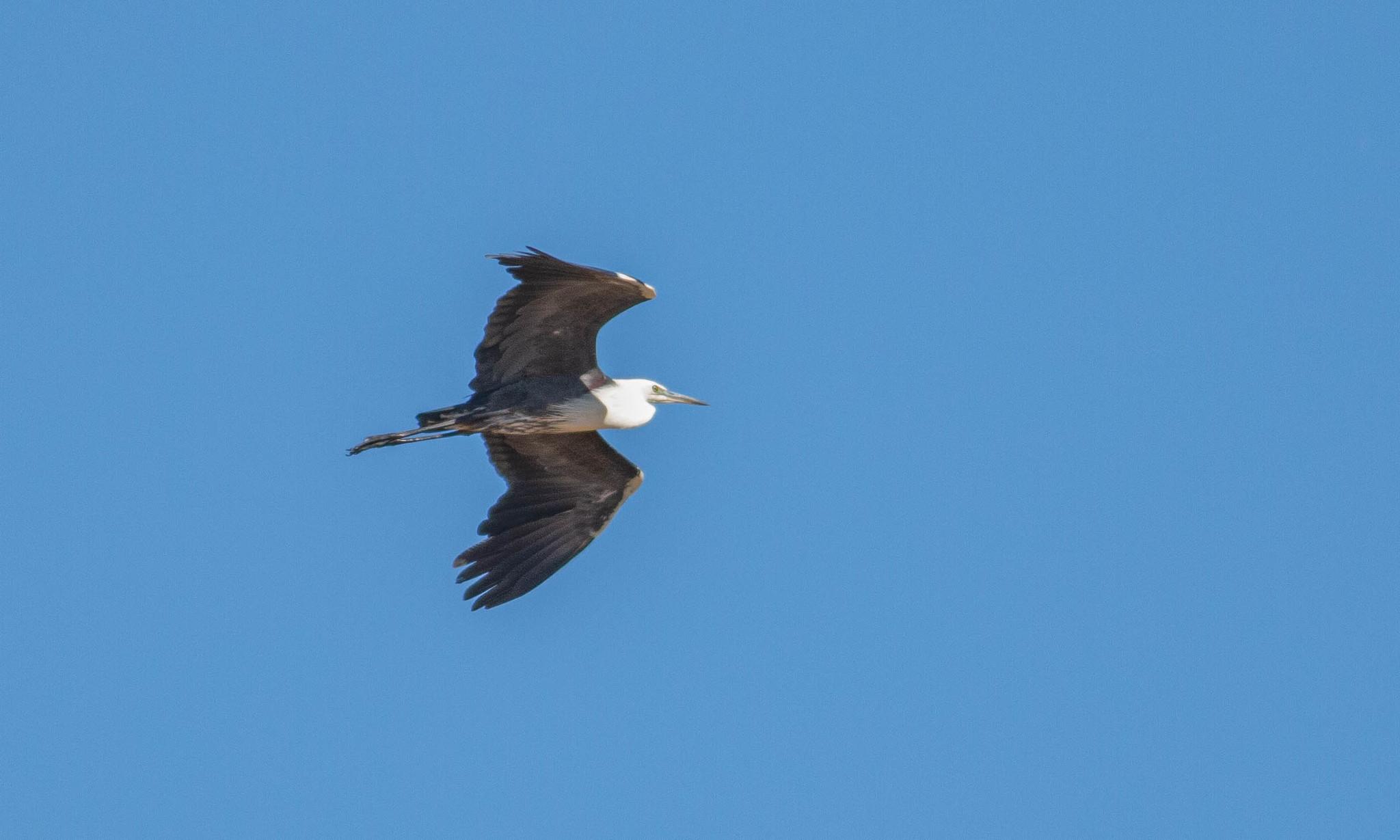 Garza de Cuello Blanco