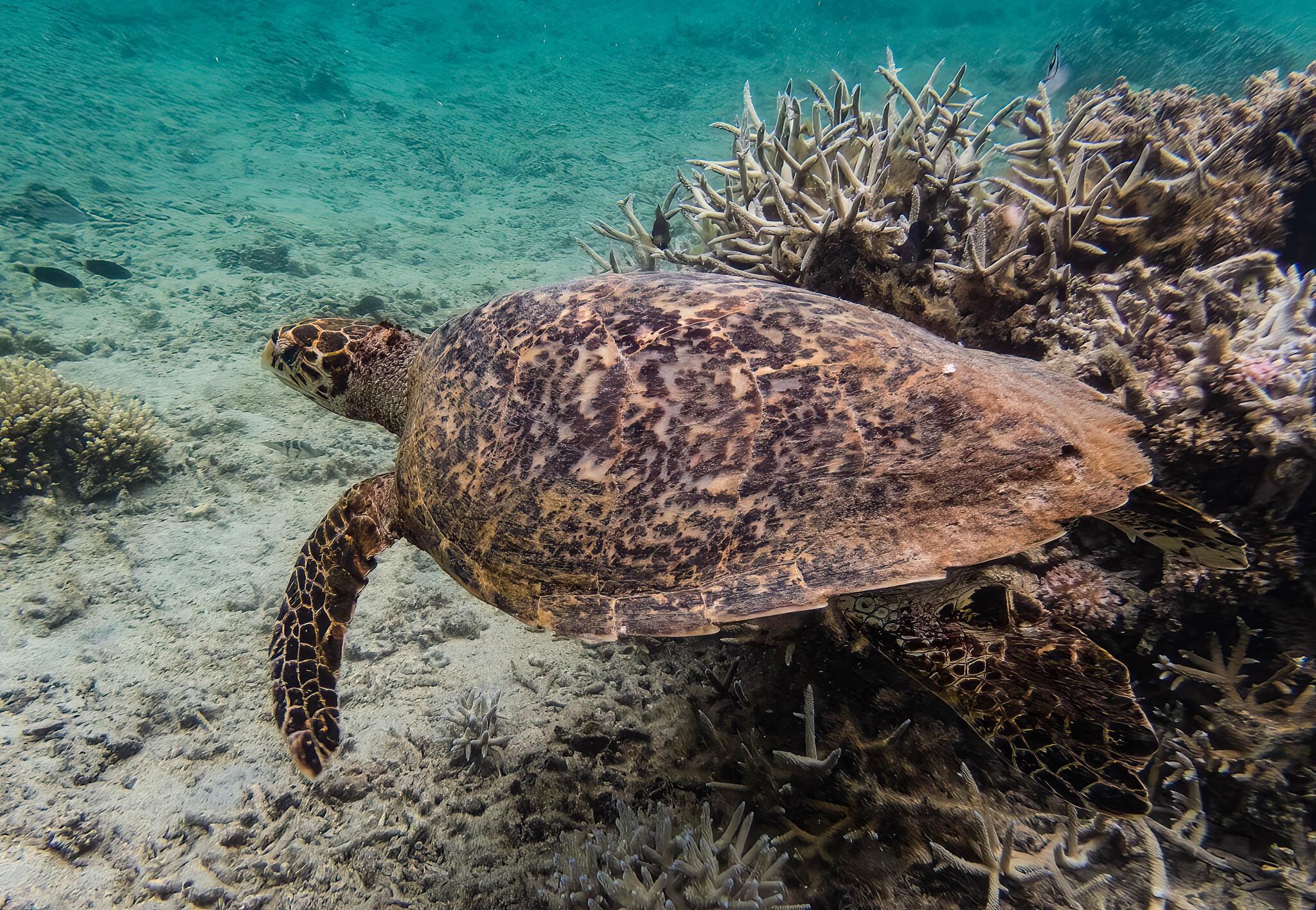 Tortuga carey