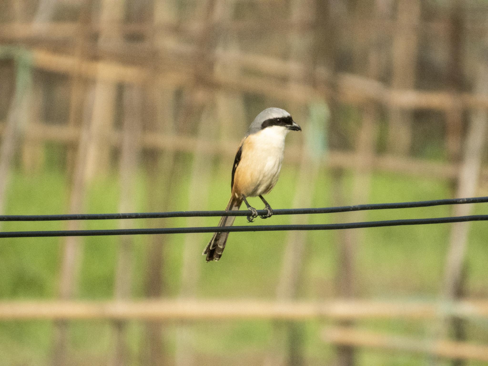 Long-tailed Shrike