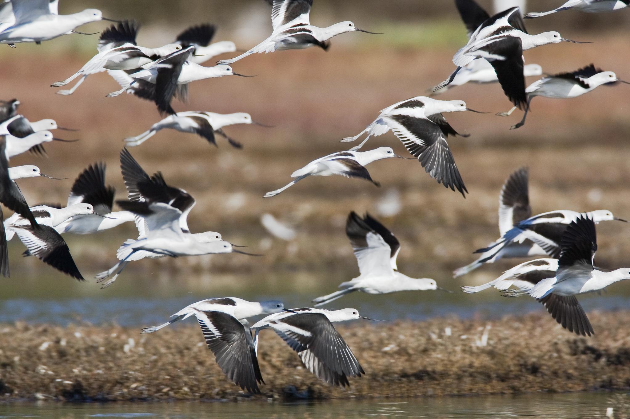 Avoceta americana