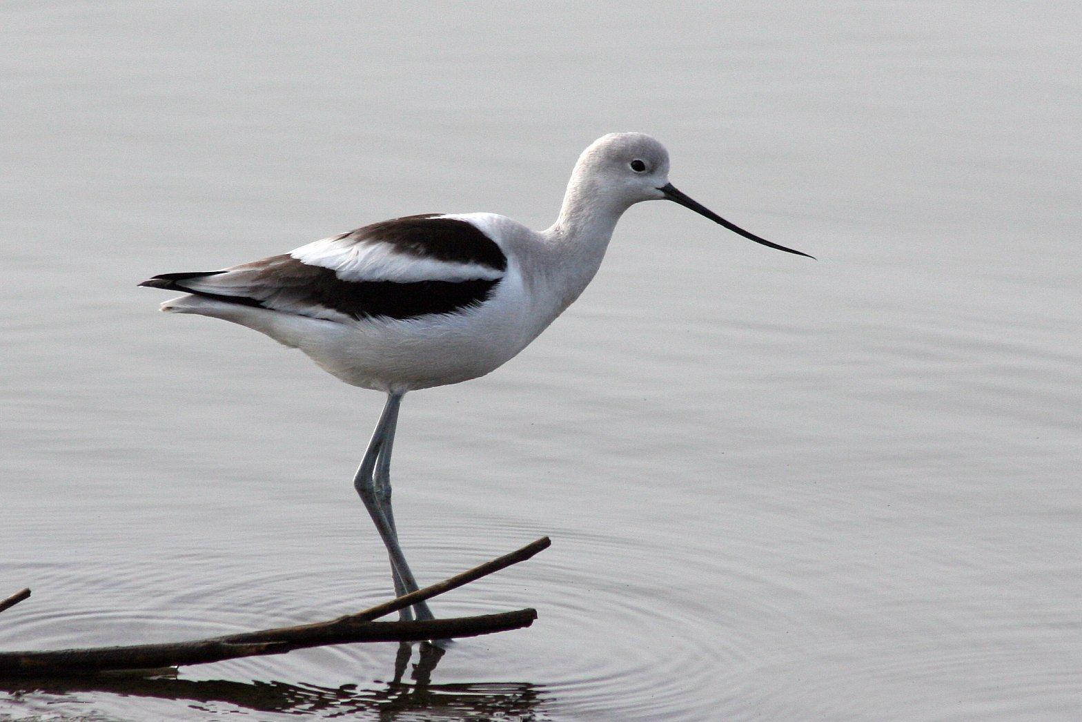 Avoceta americana