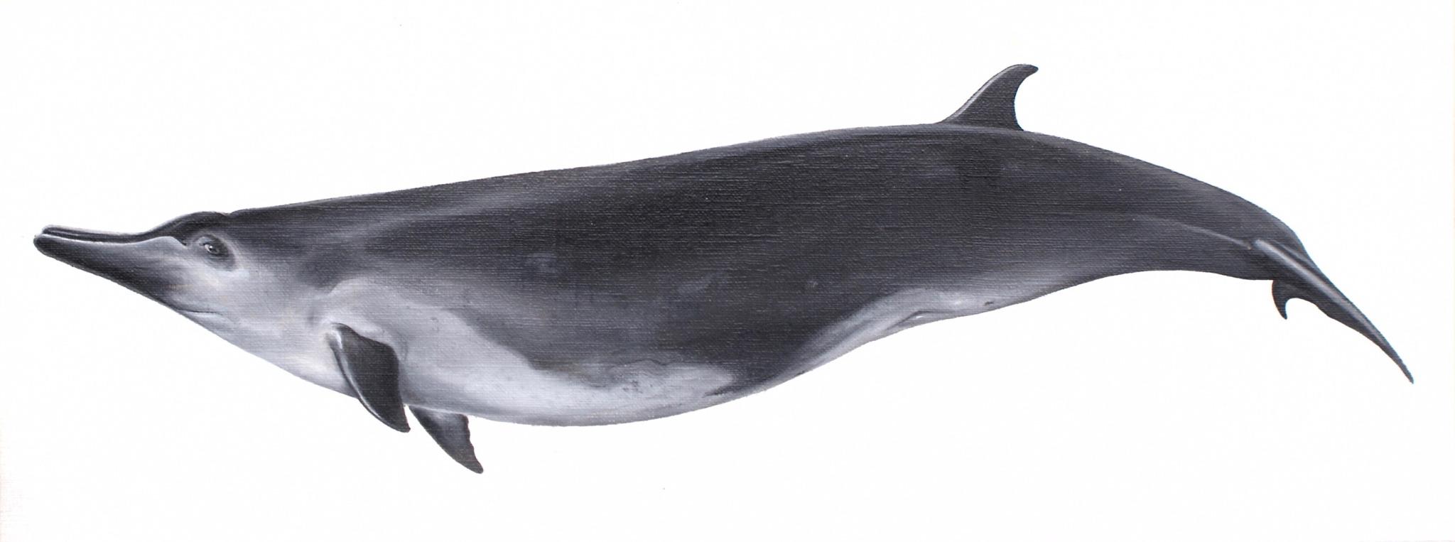 Spade-toothed Beaked Whale