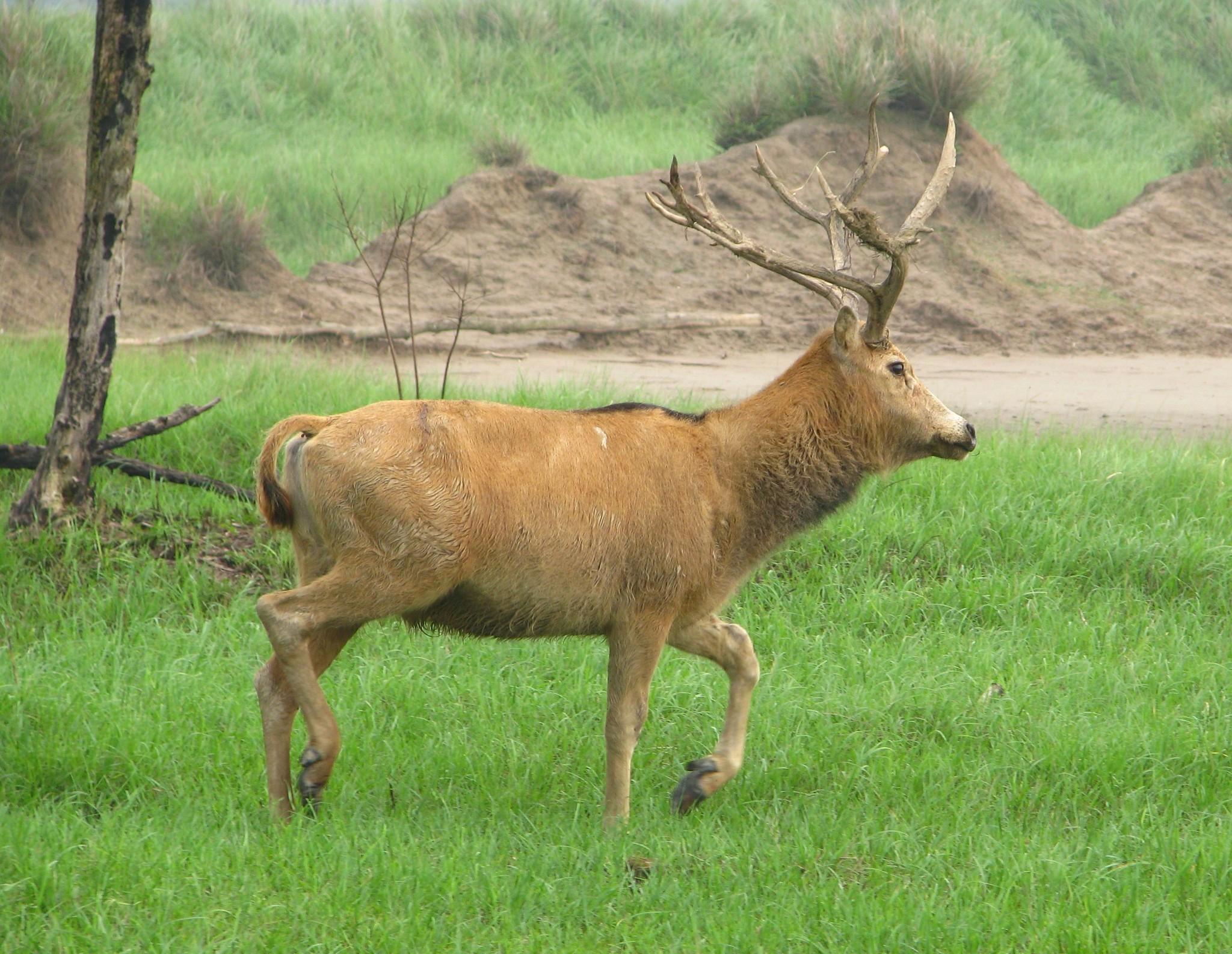 Cervinae