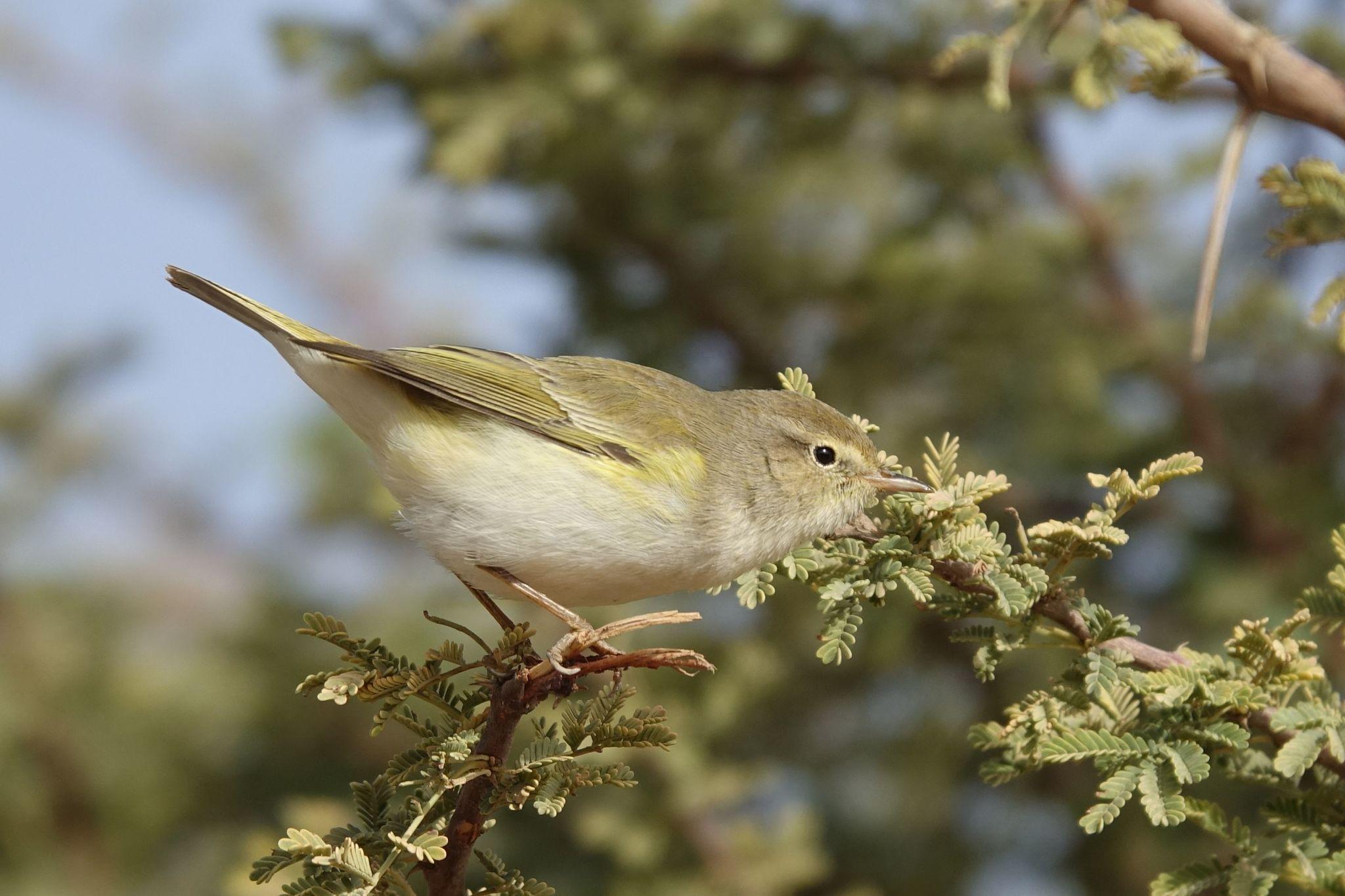 Mosquitero Papialbo