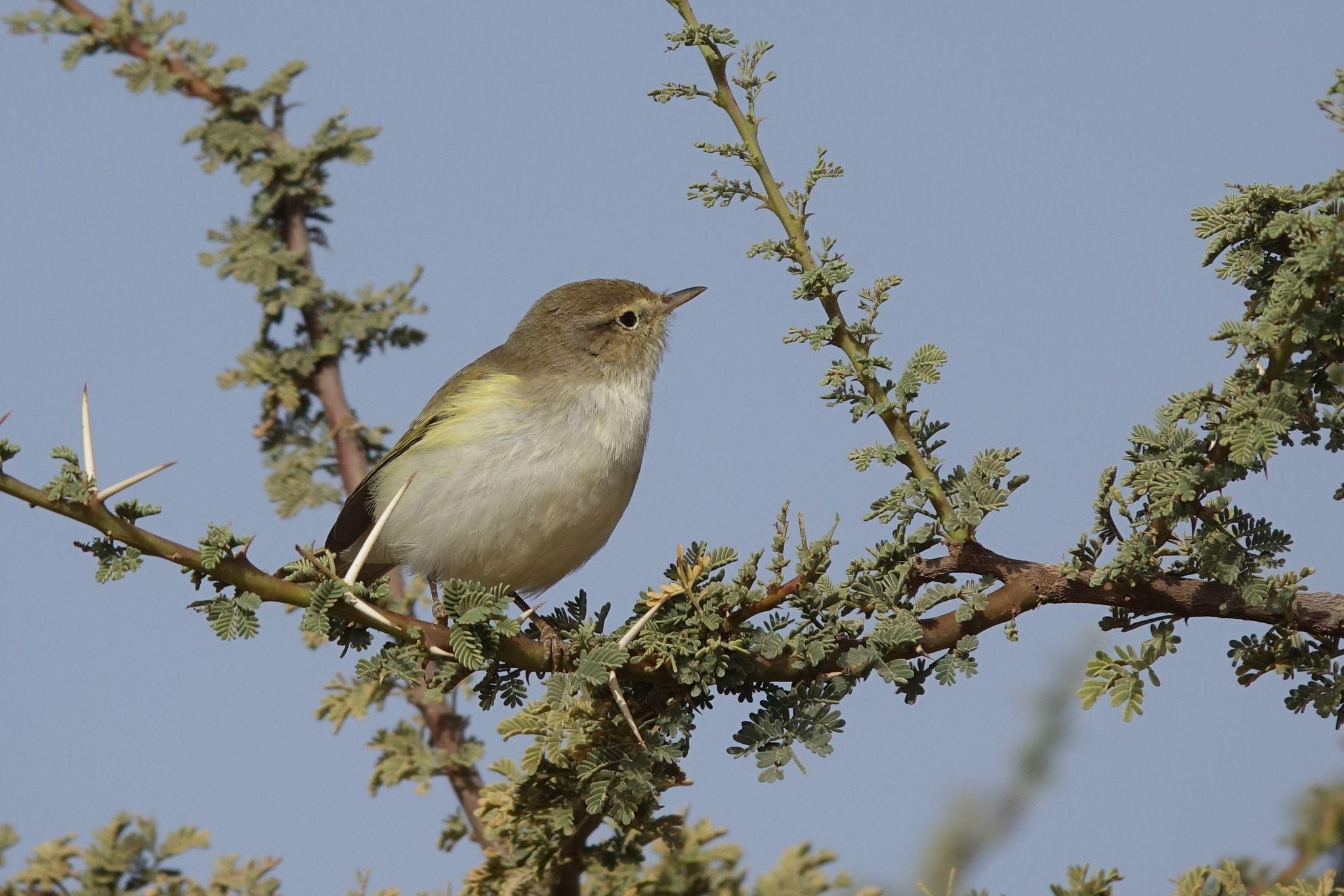 Mosquitero Papialbo