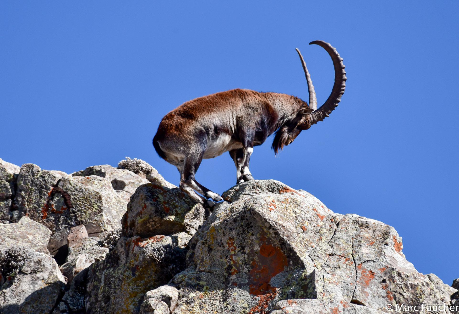 Cabra Montés de Etiopía
