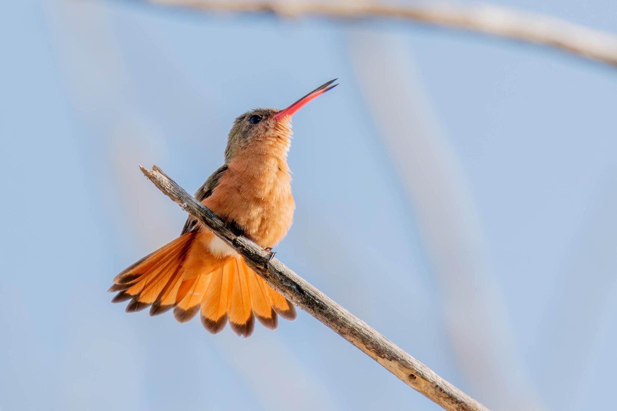 Cinnamon Hummingbird