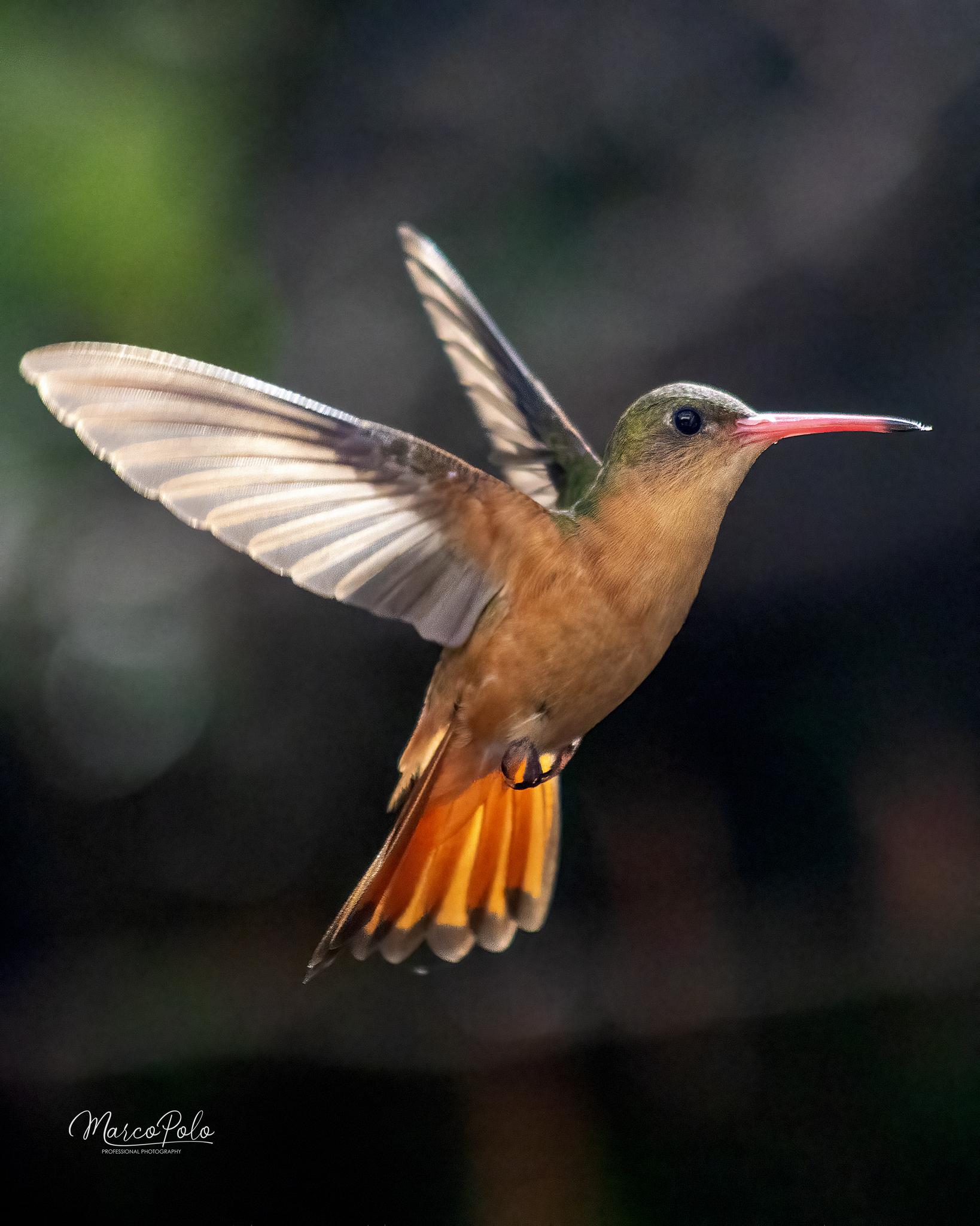 Cinnamon Hummingbird