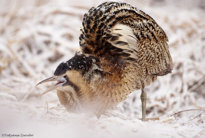 Garzas