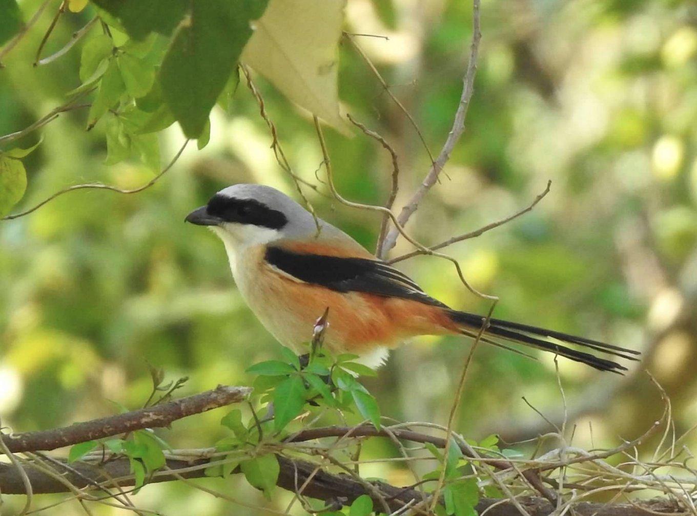 Long-tailed Shrike