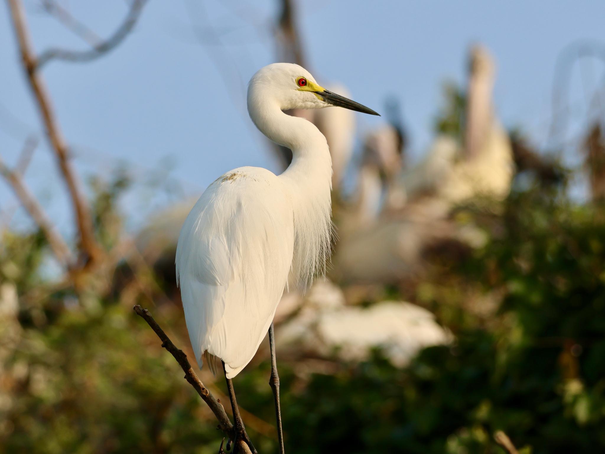 Medium Egret