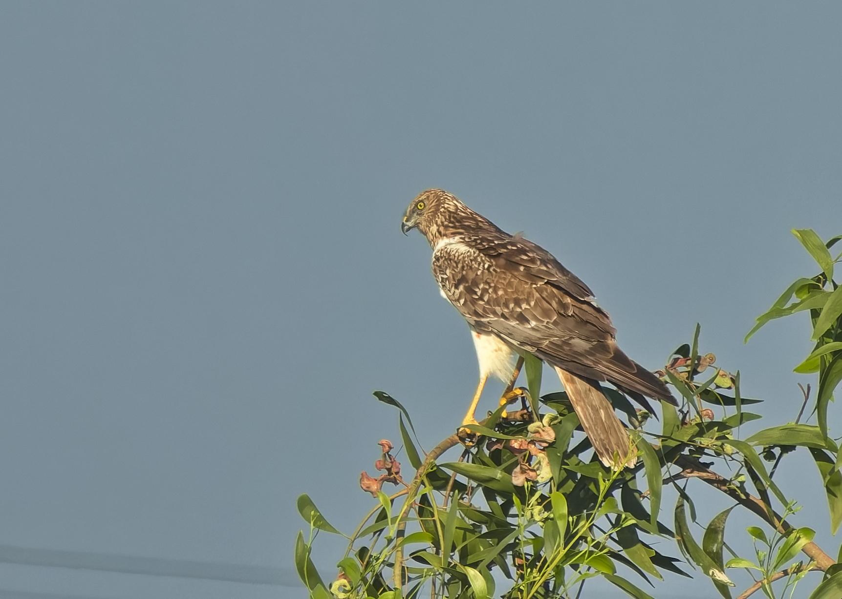 Aguilucho lagunero oriental
