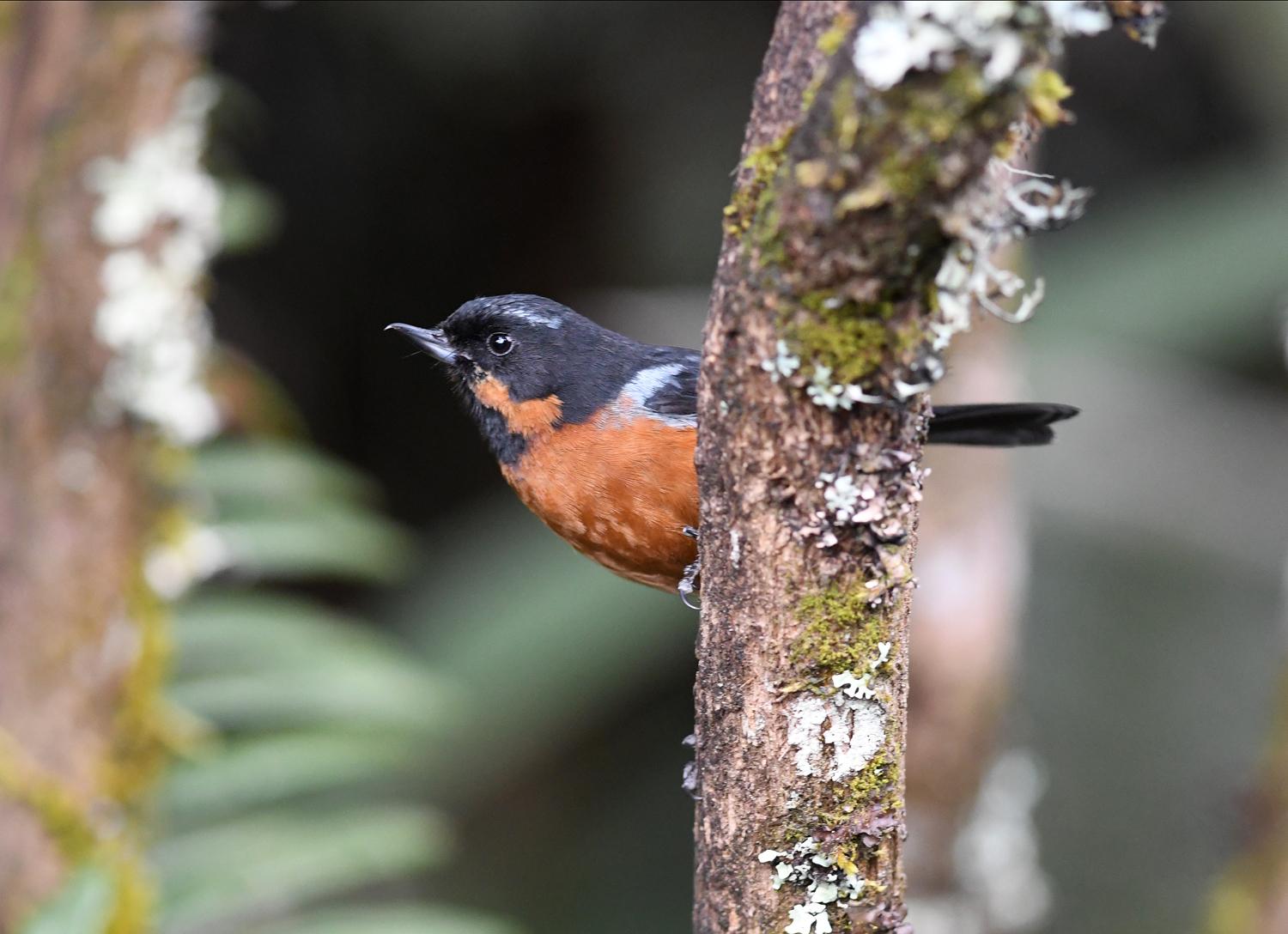 Black-throated Flowerpiercer