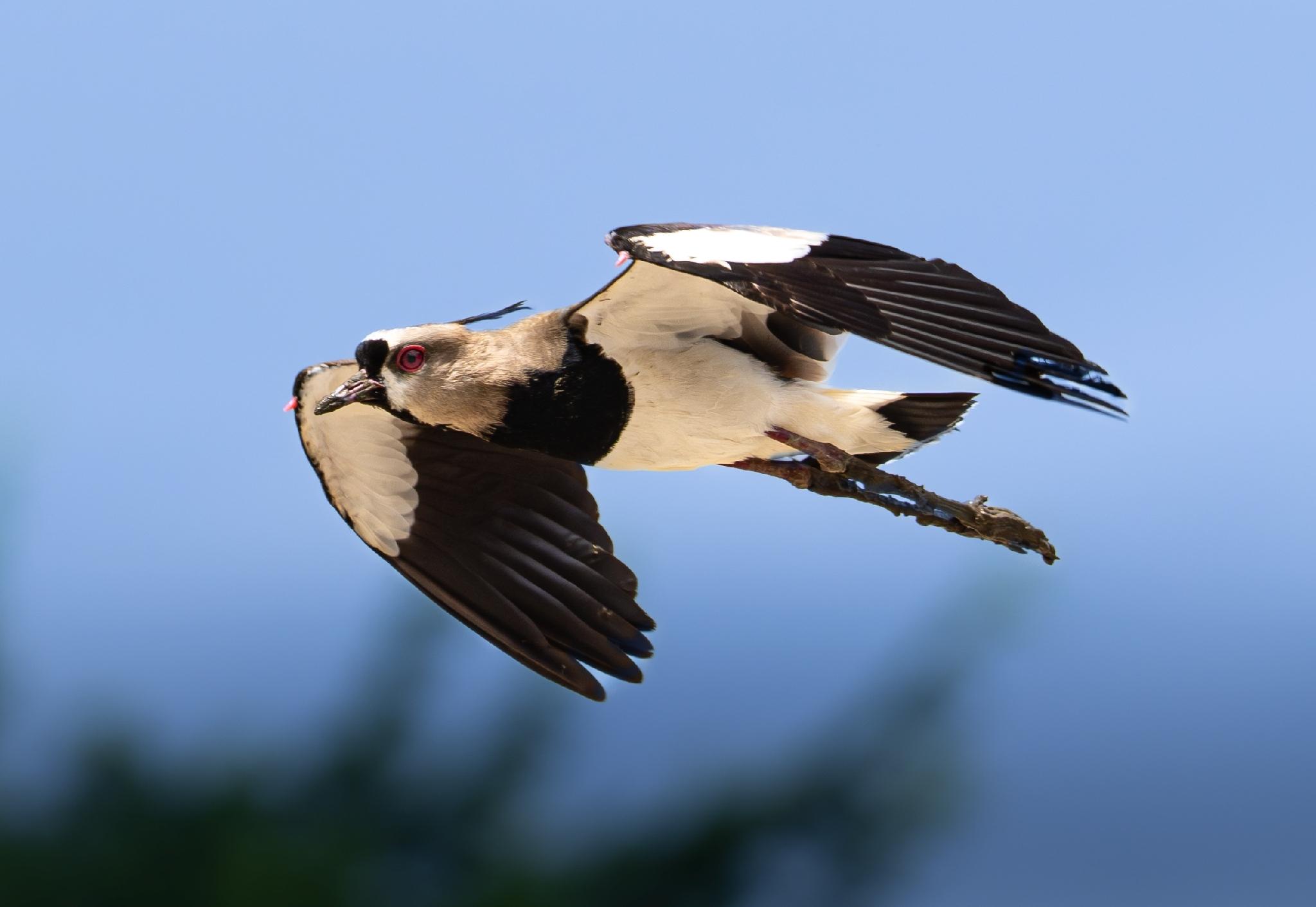 Southern Lapwing