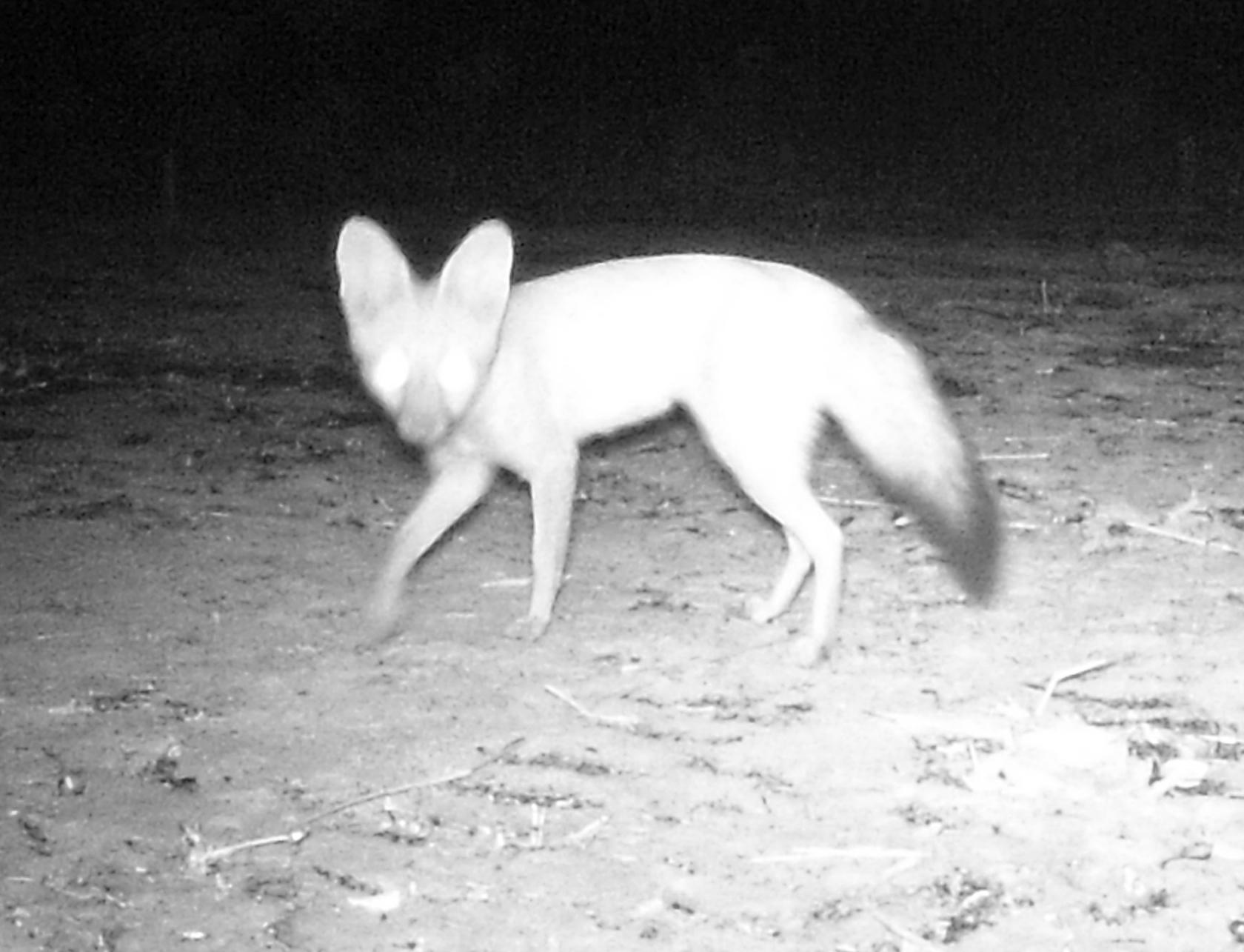 Pale Fox