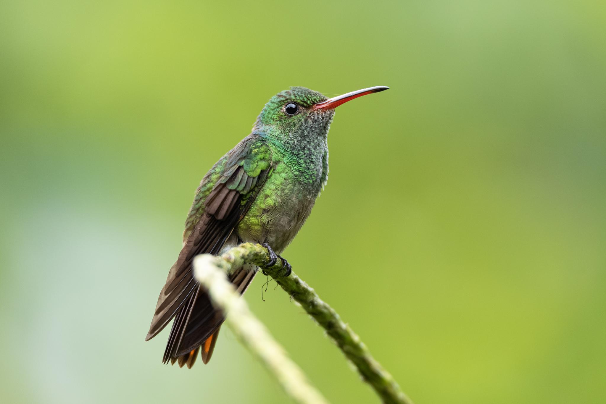 Rufous-tailed Hummingbird