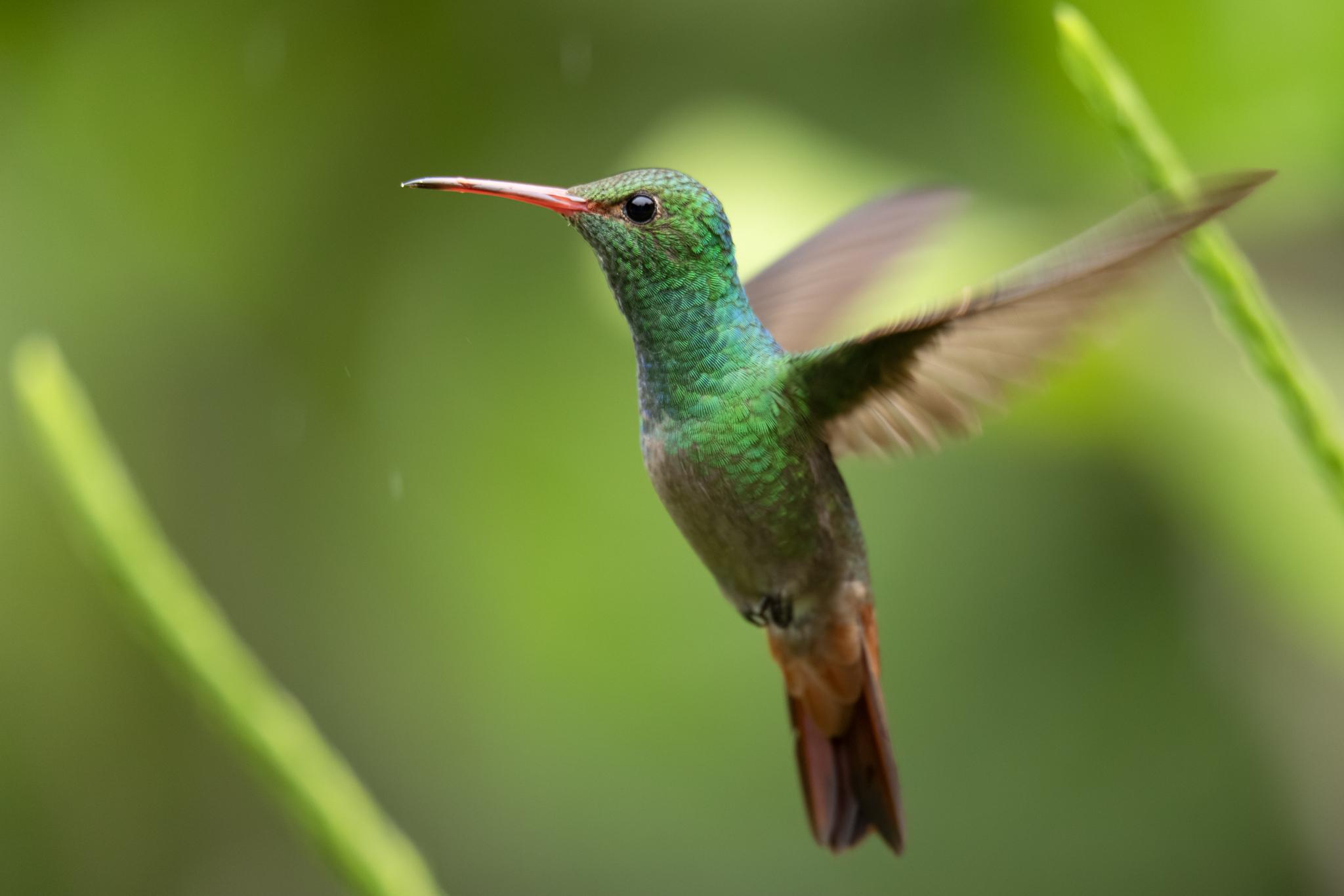 Rufous-tailed Hummingbird