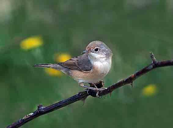 Moltoni's Warbler