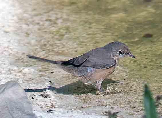 Moltoni's Warbler
