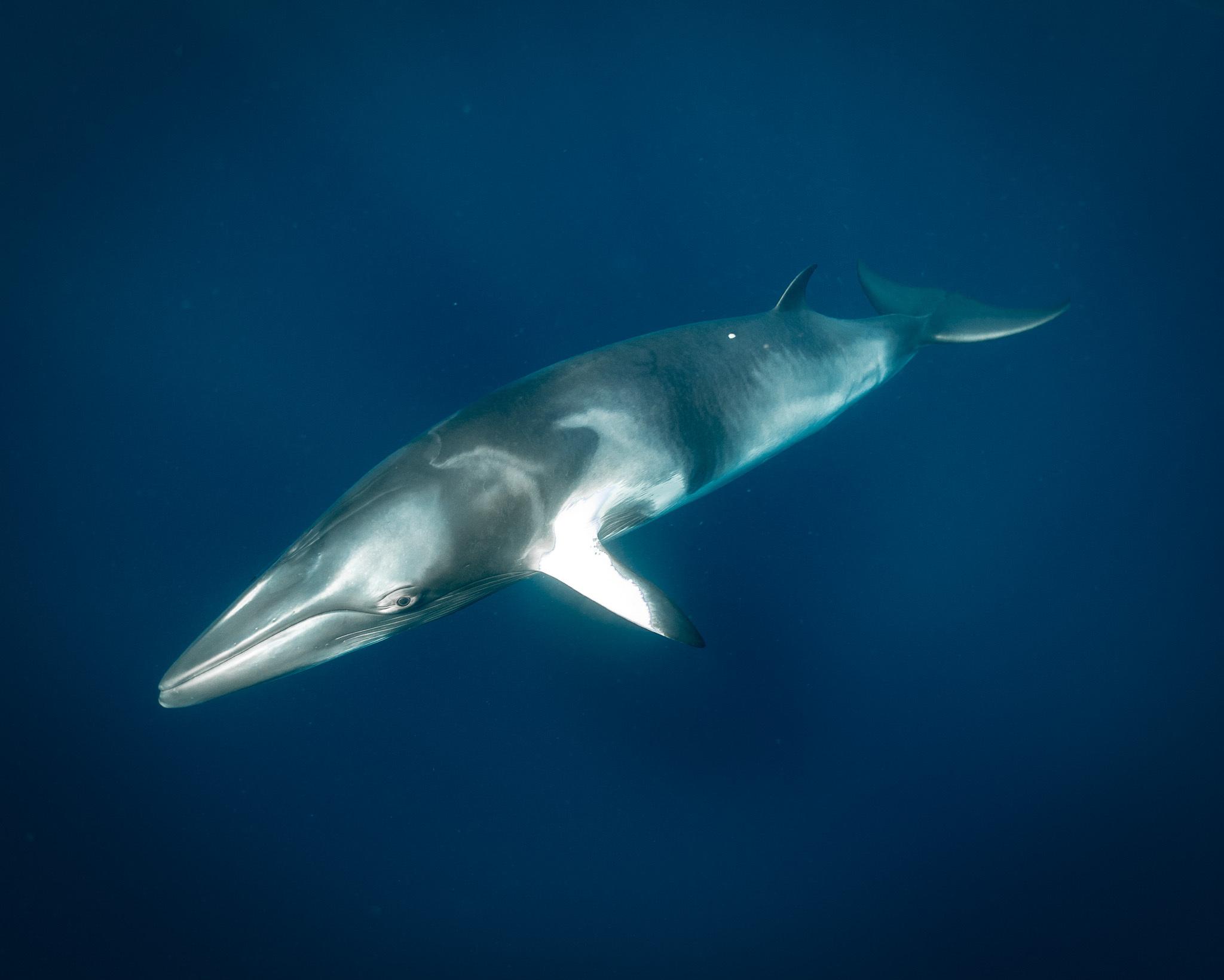 Ballena menor