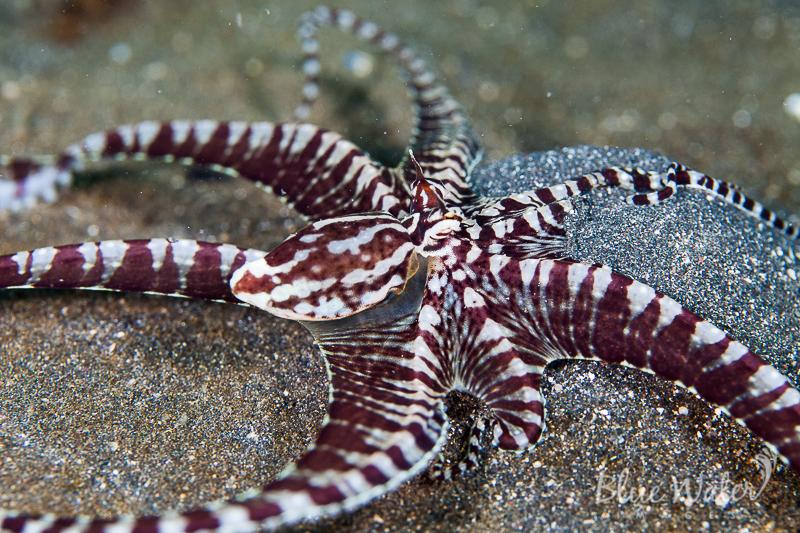 Pulpo mimico