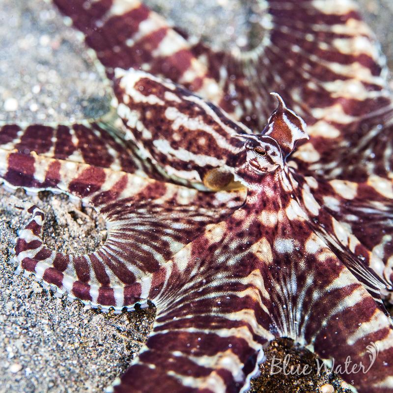 Pulpo mimico