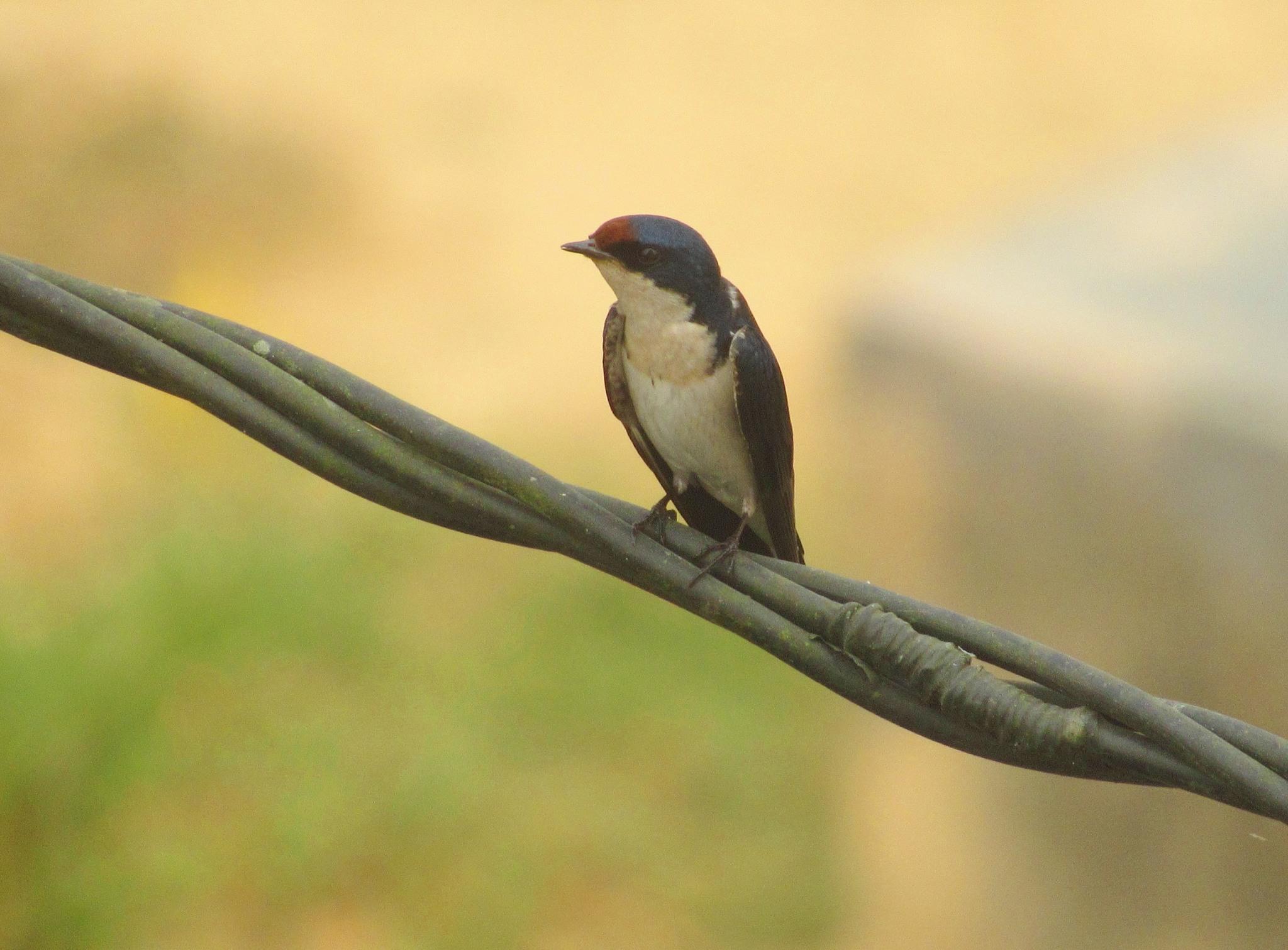 Golondrina Etiópica