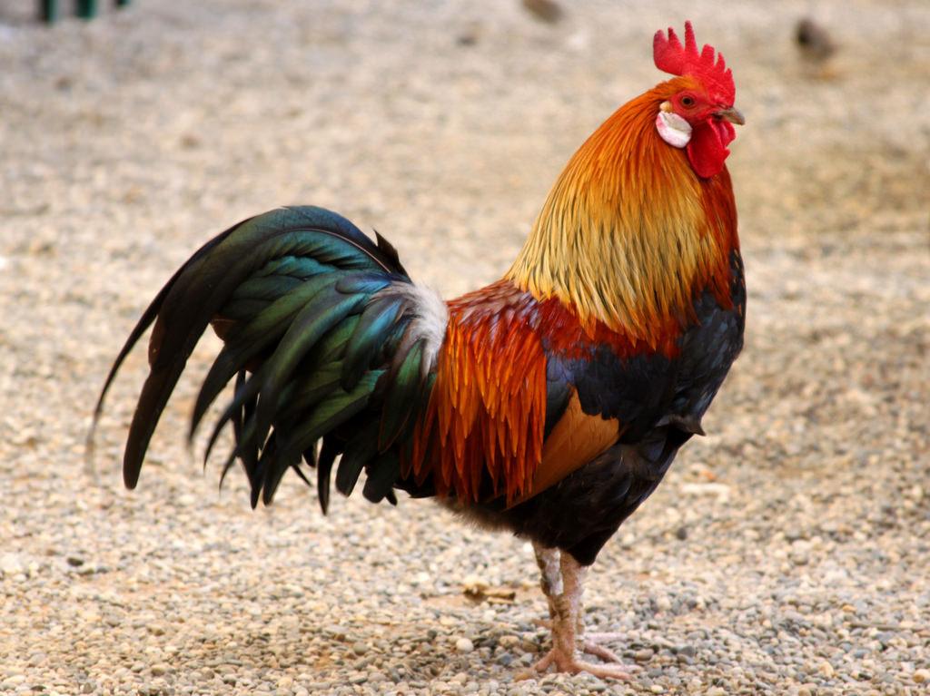 Chachalacas, guajolotes silvestres, codornices y pavón