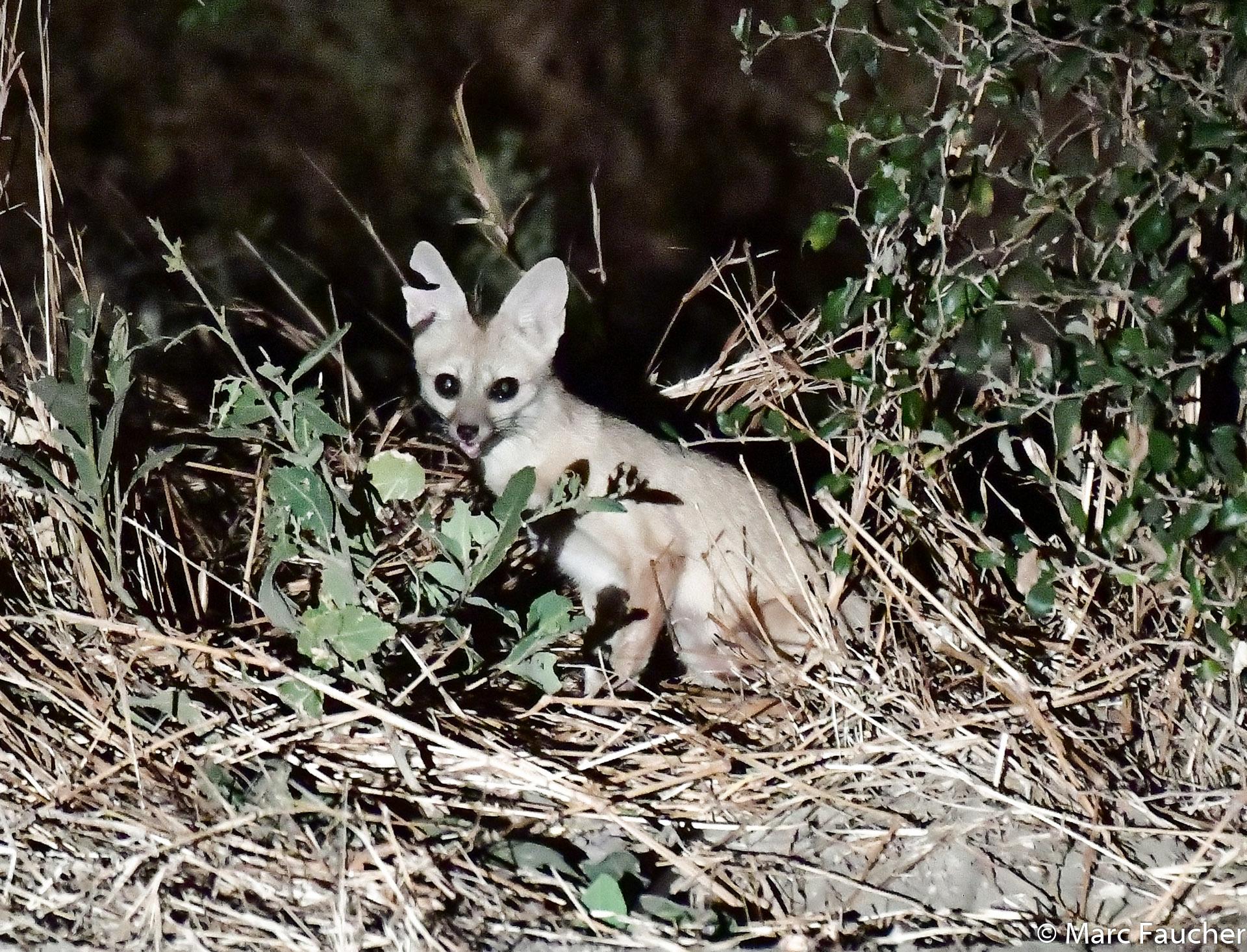 Pale Fox