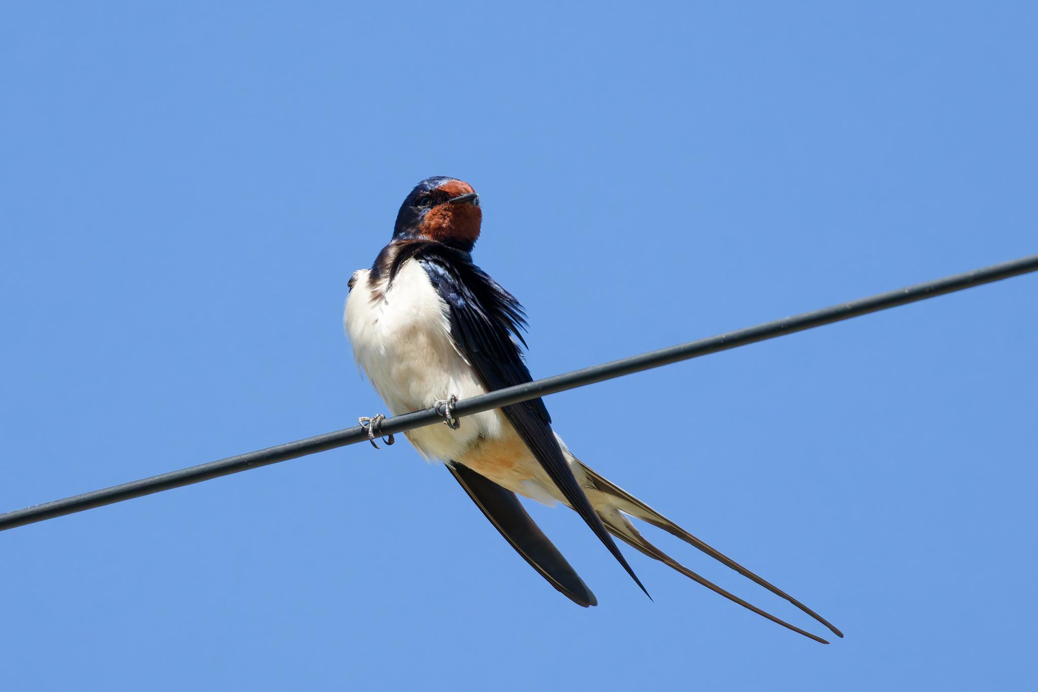 Golondrina tijereta