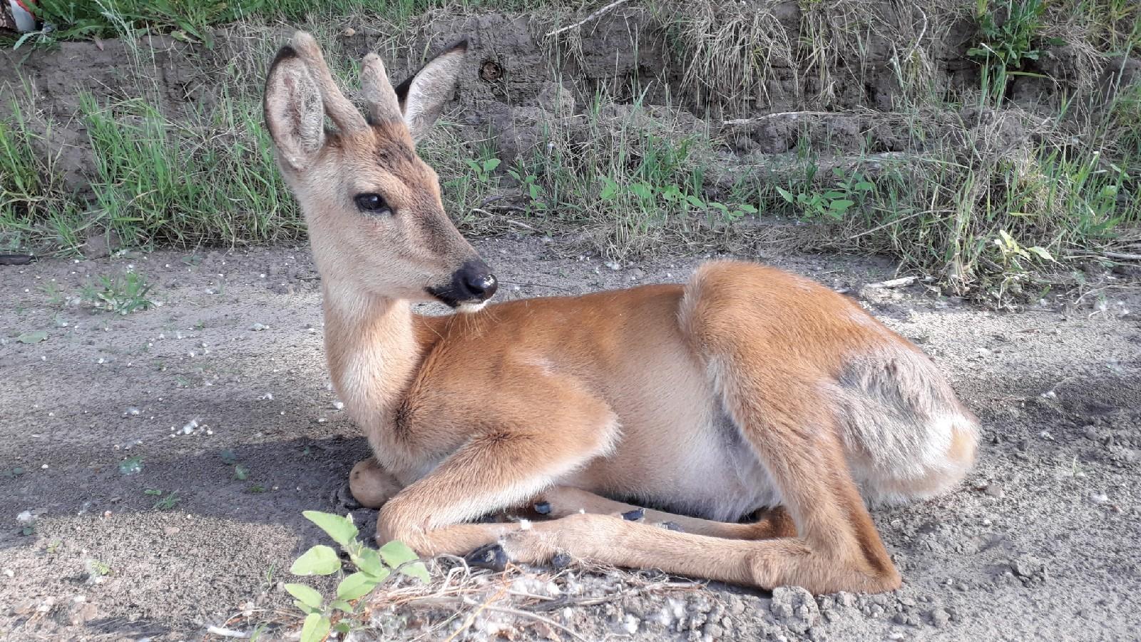 Corzo Siberiano