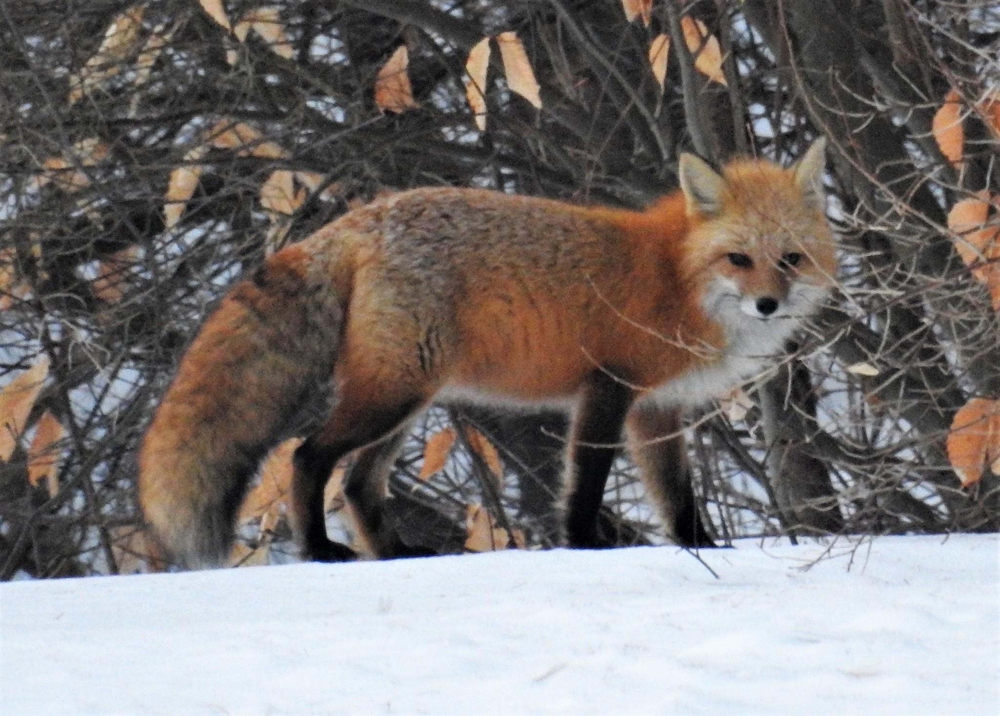 Red Fox