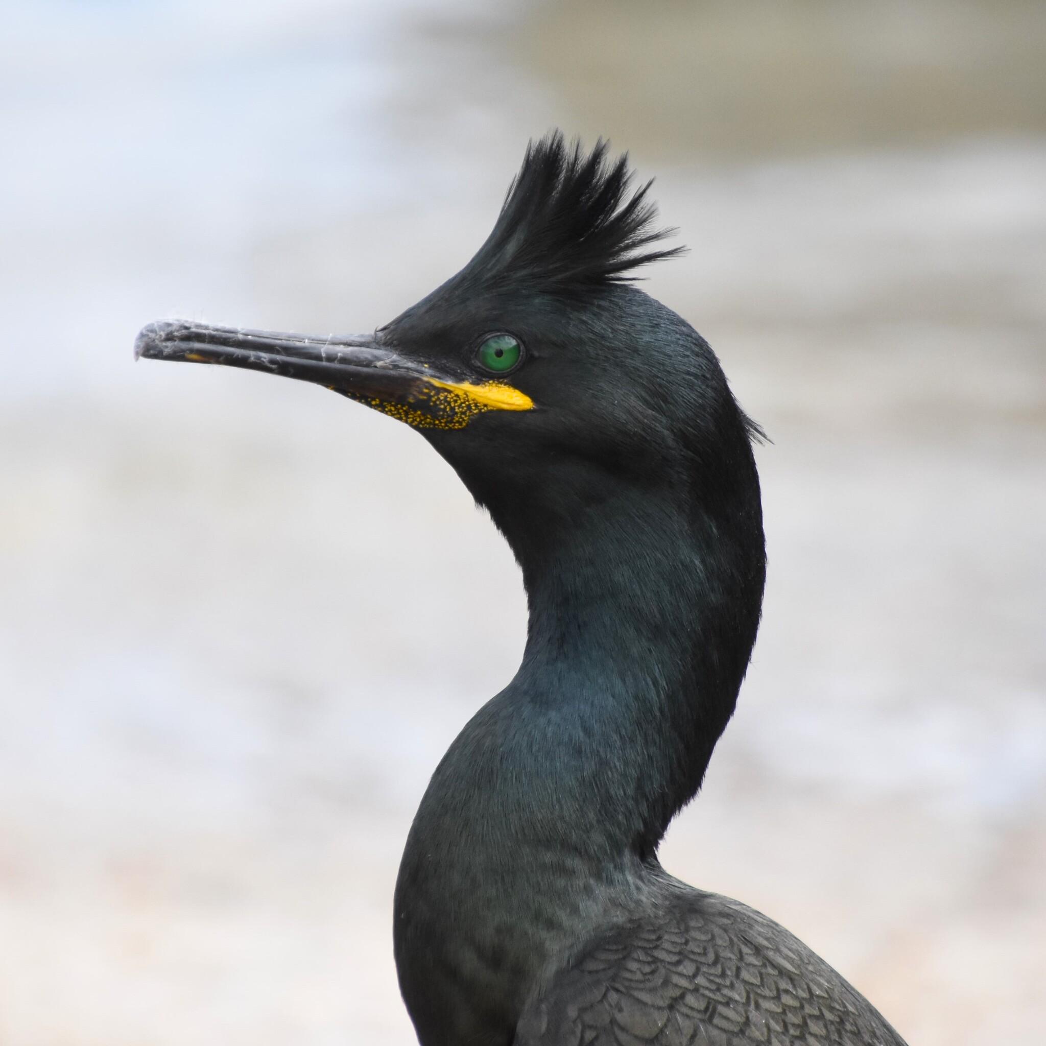 Cormorán moñudo