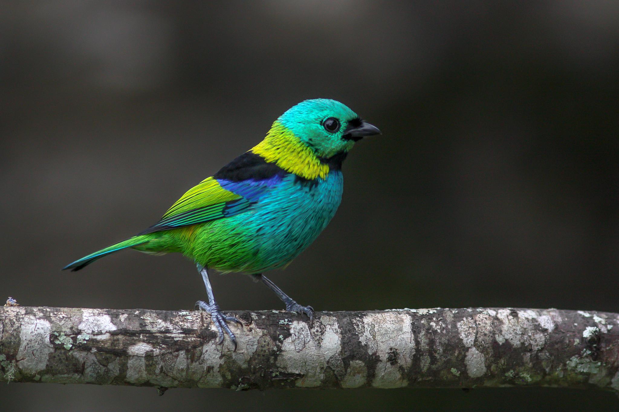 Green-headed Tanager