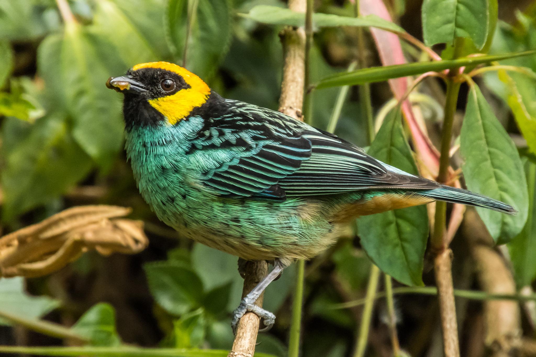Saffron-crowned Tanager