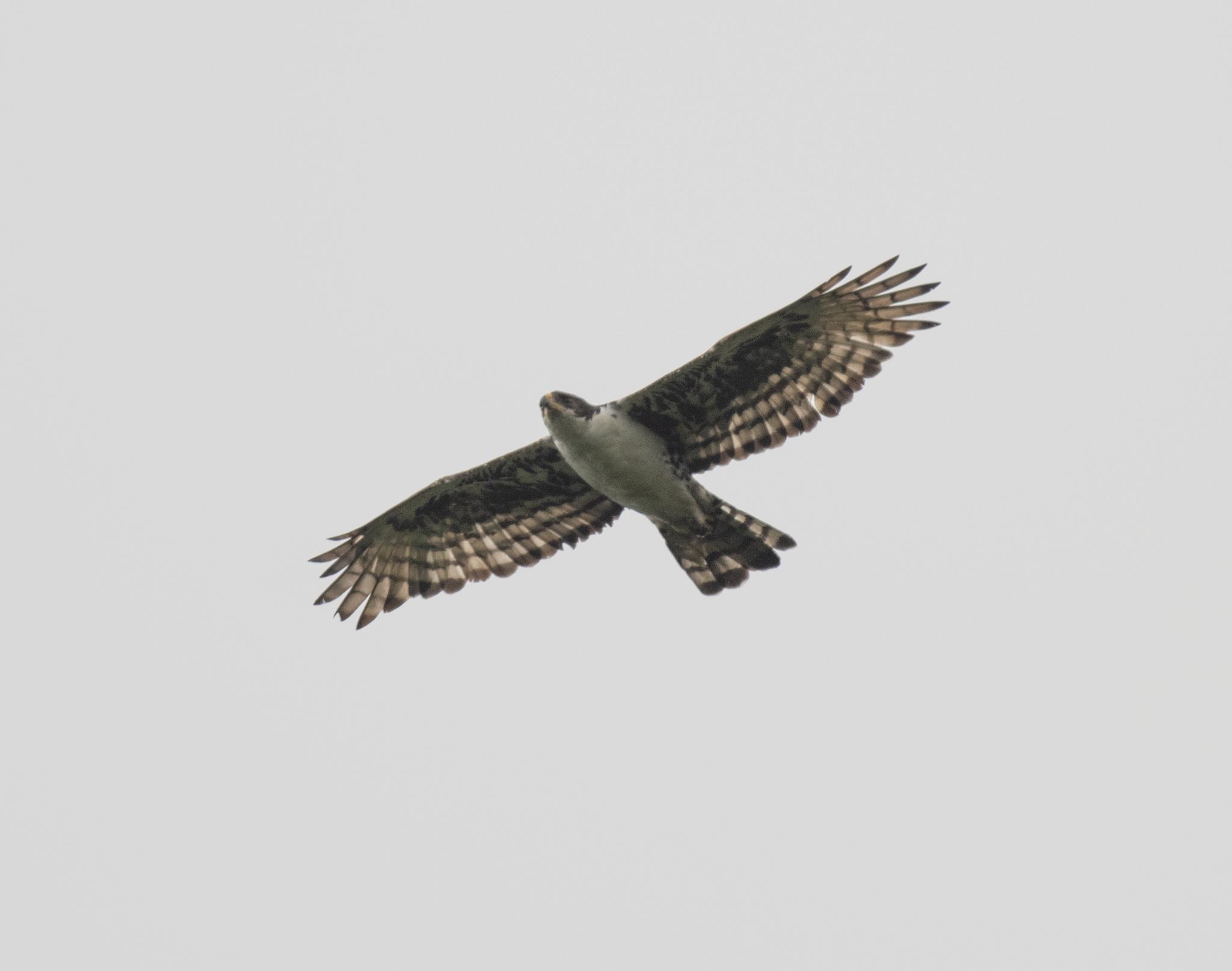 Águila congoleña
