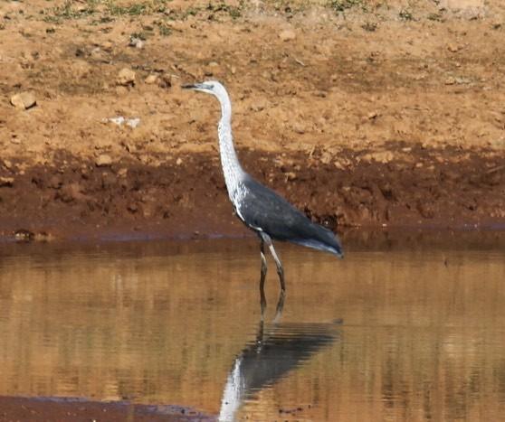 Garza de Cuello Blanco