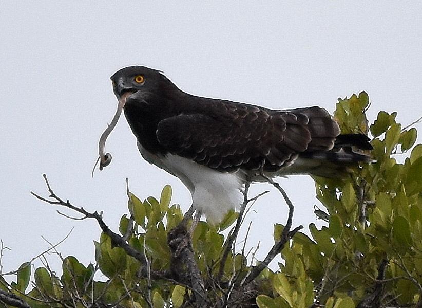 Culebrera pechinegra