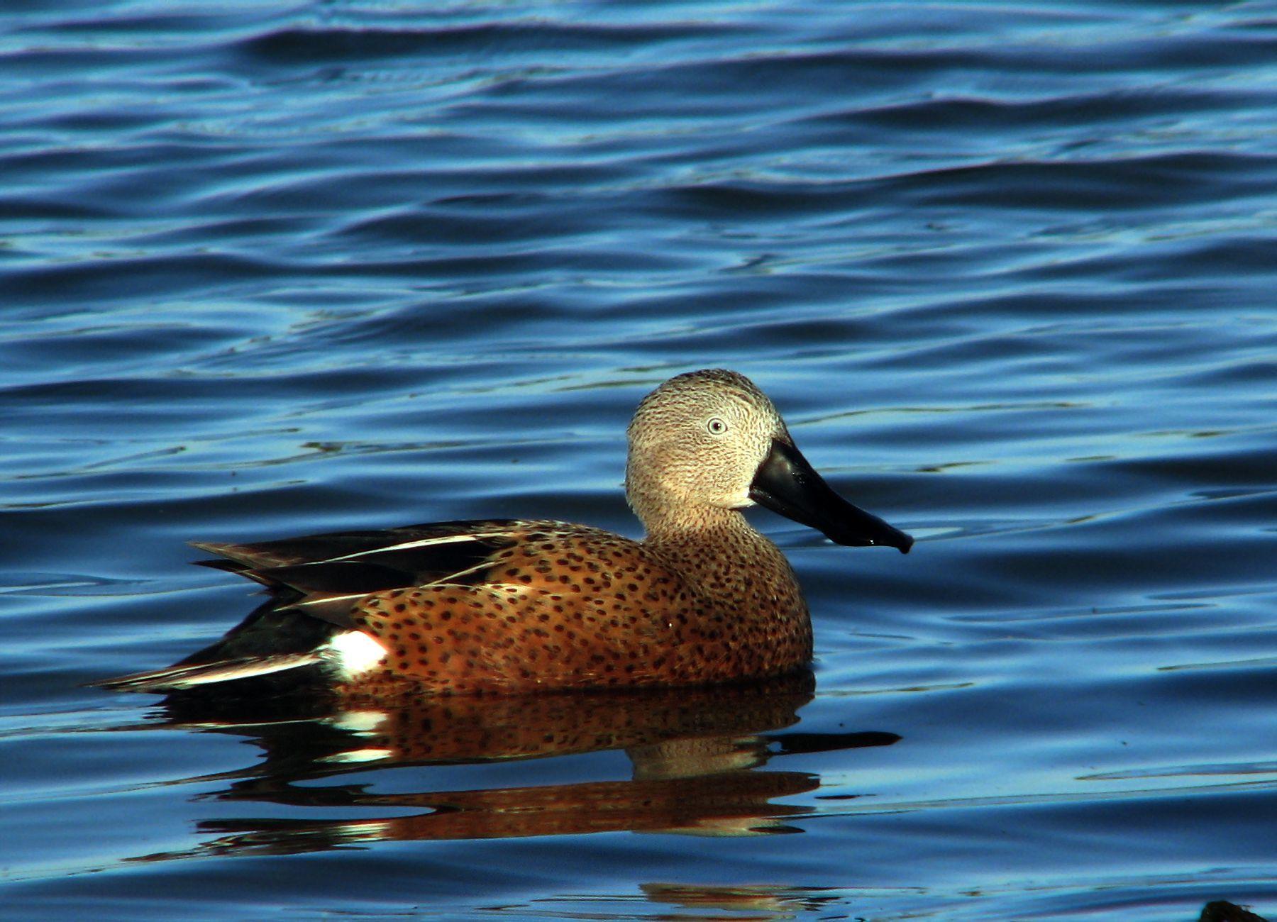 Pato pico cuchara