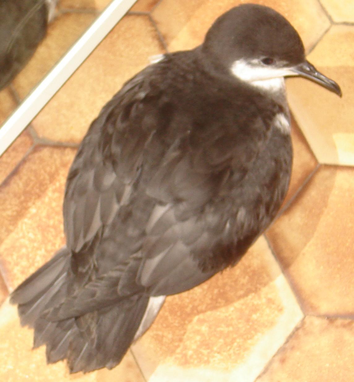 Puffinus bailloni