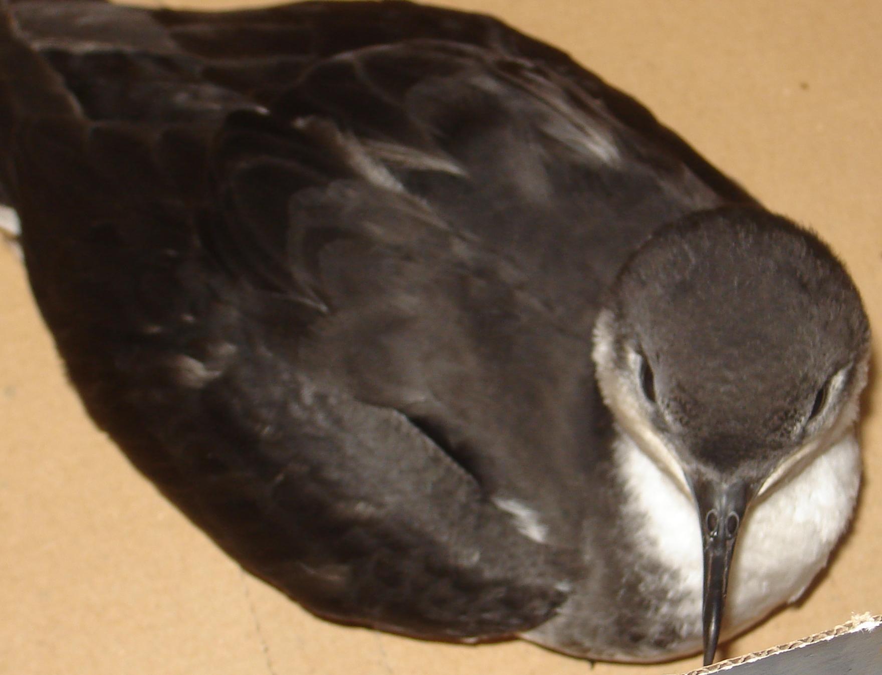 Puffinus bailloni