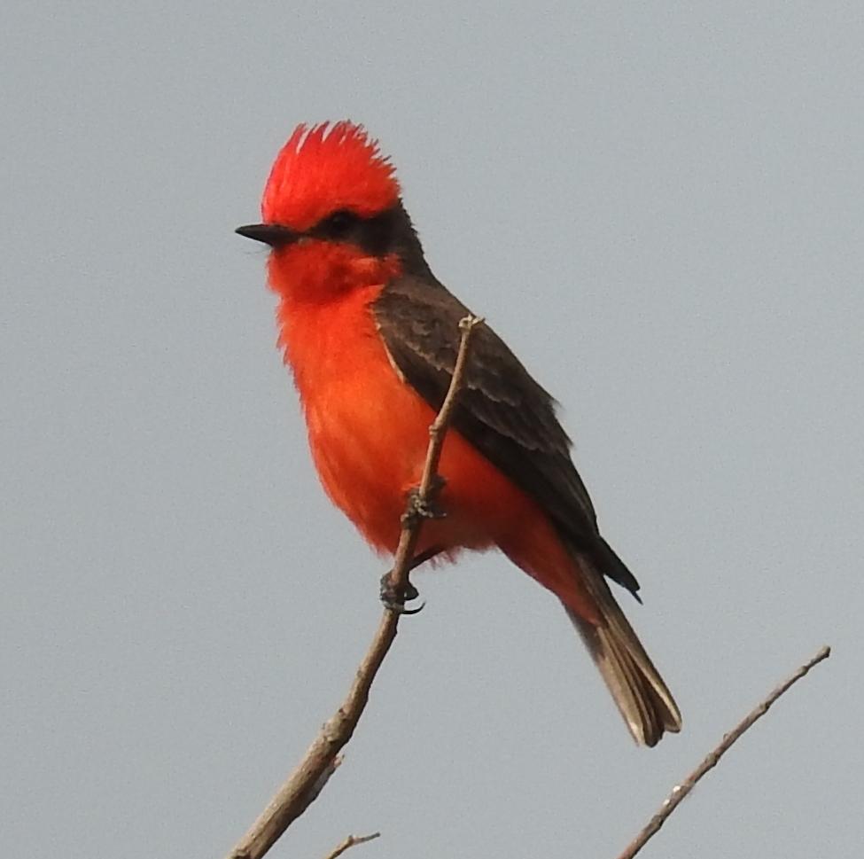 Papamoscas cardenalito
