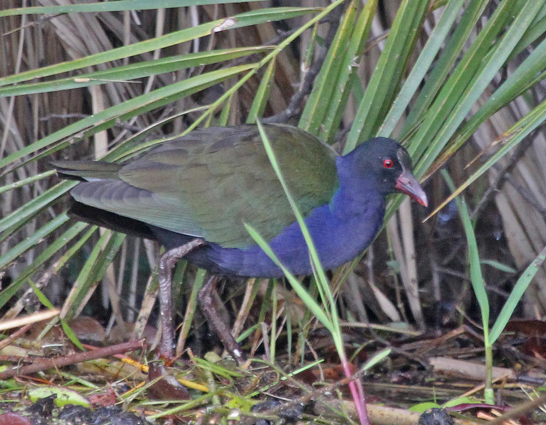 Pollona Africana