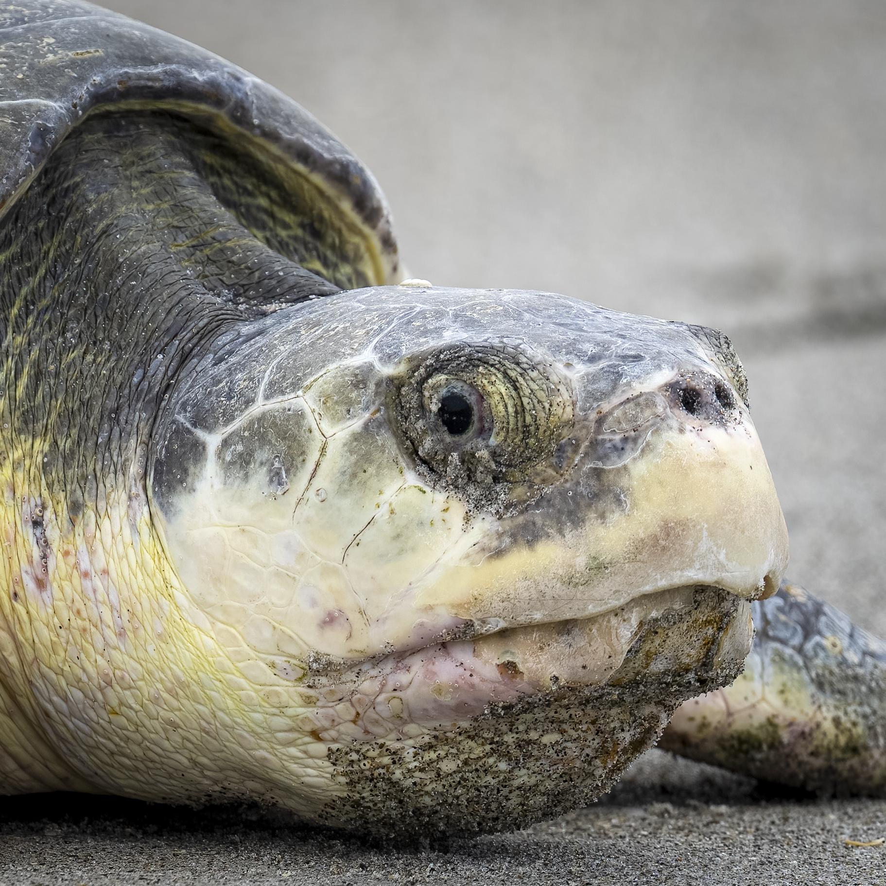 Tortuga lora