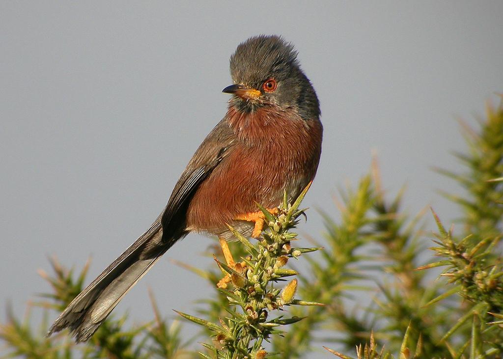Dartford Warbler