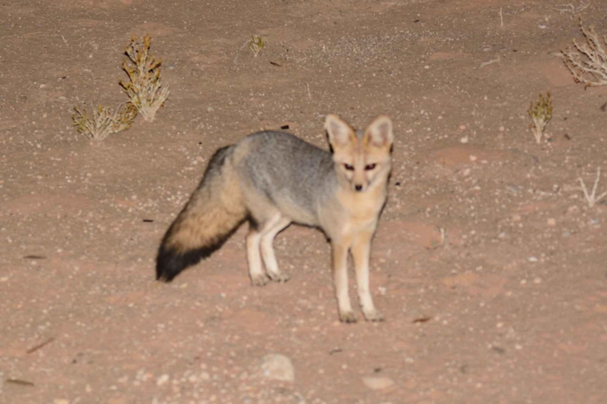 Cape Fox