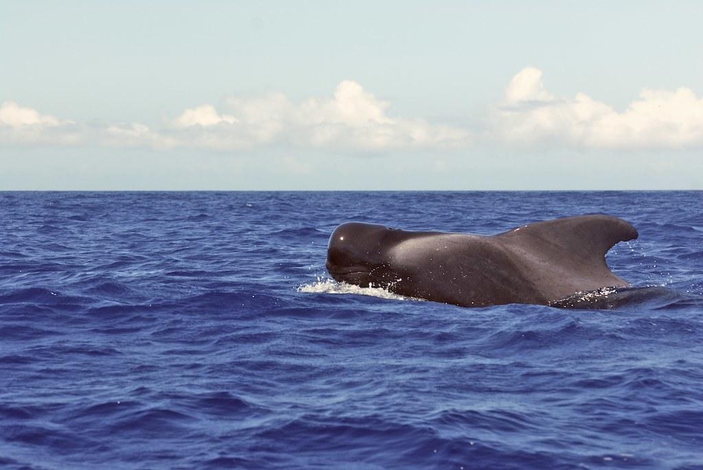 Ballena piloto