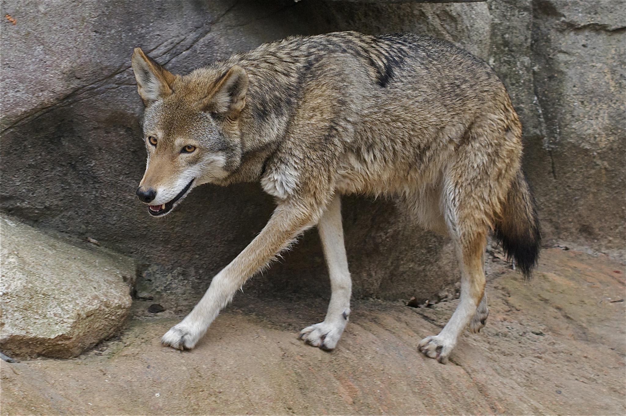 Lobo rojo